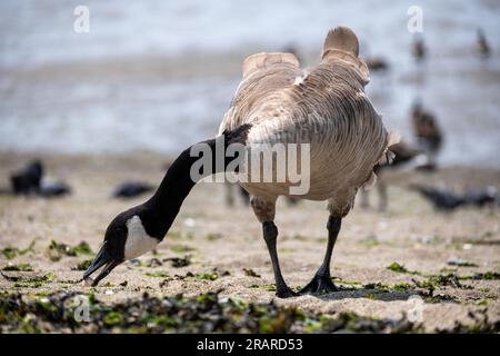Canada Goose sulla spiaggia Foto Stock