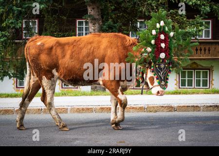 "Almabtrieb", evento autunnale quando le mucche decorate ritornano sull'alpe di fronte alla fattoria tradizionale, Oberau, Wildschönau, Austria Foto Stock