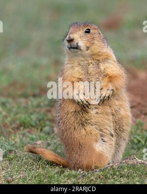 Un cane della prateria dalla coda nera è in allerta nel Devils Tower National Monument, Wyoming Foto Stock