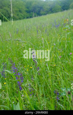 Fiori selvatici viola su foglie verdi da vicino nel prato. Sfondo naturale. Foto Stock