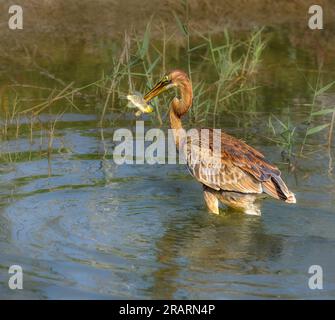 Airone porpora immaturo, Ardea purpurea secondo anno, con pesce catturato impalato sul becco, mozambico tilapia un pesce invasivo nella Charca di Maspalomas Foto Stock