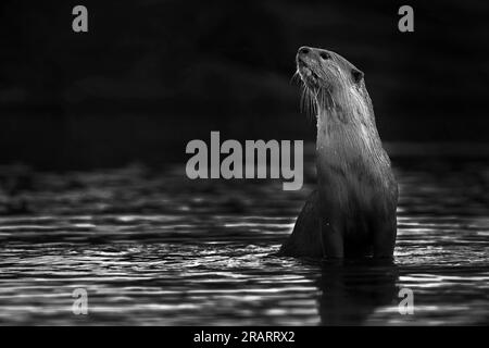 L'immagine di Otter è stata scattata a Kota, nel Rajasrthan, in India Foto Stock