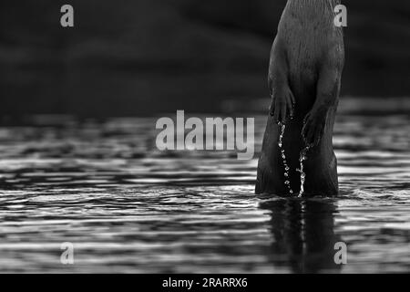 L'immagine di Otters è stata scattata a Kota, nel Rajasrthan, in India Foto Stock