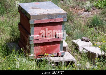 alveari di legno in piena operatività collocati tra i pini Foto Stock