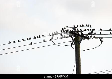 Starling (Sternus vulgaris) in silhouette appollaiato su cavi telegrafici Norfolk giugno 2023 Foto Stock