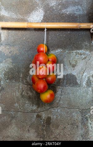 mazzetti di pomodori legati con il filo e appesi a una canna Foto Stock