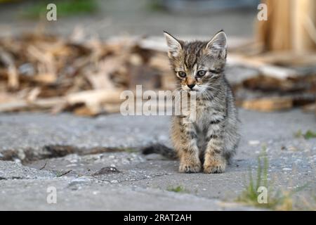 Un gattino seduto da solo a terra Foto Stock