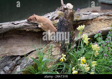 Stoat (Mustela erminea) noto anche come ermina eurasiatica, ermina beringia ed ermina. Fotografato su un registro che si muove velocemente. Fiori selvatici adiacenti. Foto Stock