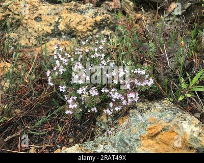 immagine rurale di una pianta di timo in piena fioritura Foto Stock