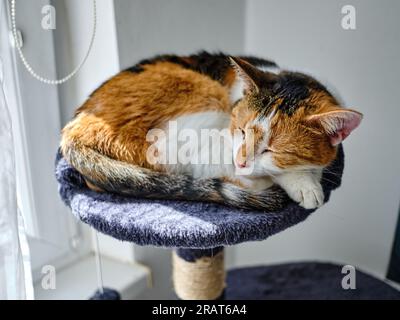 Carino gatto calico (giallo-nero-bianco) che dorme tranquillamente con gli occhi chiusi arricciati sui cuscini sul suo piccolo divano con la testa sostenuta da zampe Foto Stock