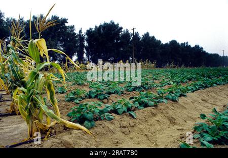 Patate Wafra Kuwait e granturco dolce Foto Stock