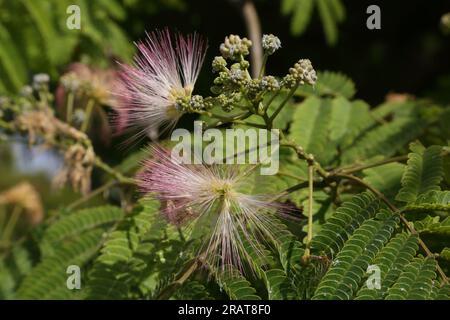 Vouliagmeni Greece Attica Pink Powder Puff (Calliandra surinamensis) Foto Stock