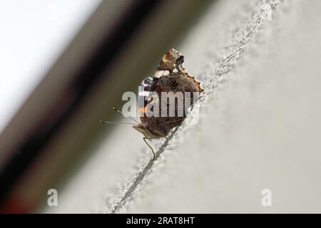 L'ammiraglio (Vanessa atalanta, Syn. Pyrameis atalanta) Foto Stock