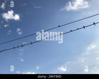 Stormo di uccelli con diversi uccelli appollaiati sulle linee elettriche Foto Stock