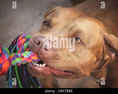 Cute cane e corda gioco. Primo piano, all'aperto Foto Stock