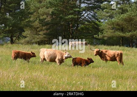 La mucca delle Highland attacca un altro vitello che vagava troppo vicino - il suo vitello cammina dietro di lei - Scozia, Regno Unito Foto Stock