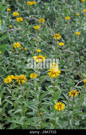 Pentanema della famiglia aster fiorisce in natura Foto Stock