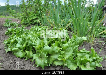 Nel terreno organico aperto cresce la lattuga (Lactuca sativa) Foto Stock