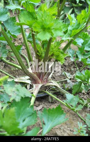 Il sedano cresce in terreno biologico aperto con irrigazione a goccia Foto Stock