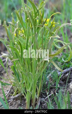 La primavera sta crescendo in natura Falcaria vulgaris Foto Stock