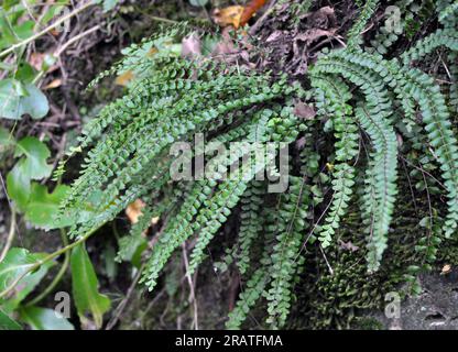 Asplenium trichomanes felce cresce su una pietra in natura nella foresta Foto Stock