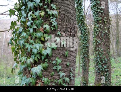 Ivy (Hedera Helix) è una pianta di arrampicata sempreverde che si estende lungo un albero nella foresta. Foto Stock