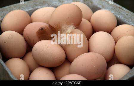 Un mucchio di uova di gallina appena deposte Foto Stock