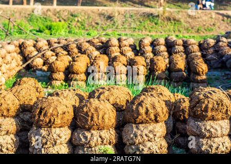 Torte di sterco di mucca nel campo, usate come carburante biologico vicino al confine con l'India e il Pakistan Foto Stock