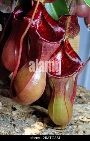 Nepenthes lowii x ventricosa (pianta a caraffa tropicale) primo piano, coltivata in coltivazione. Foto Stock