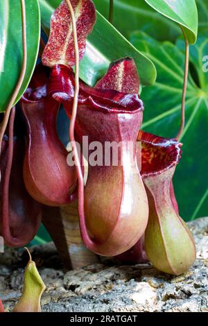 Nepenthes lowii x ventricosa (pianta a caraffa tropicale) primo piano, coltivata in coltivazione. Foto Stock