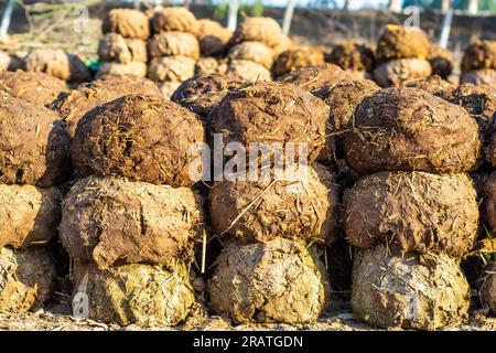 Le torte di sterco di mucca sono usate come bio-carburante per cucinare vicino al confine India-Pakistan Foto Stock