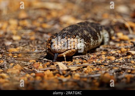 Tiliqua rugosa nota come Shingleback skink o Bobtail lizard o Sleepy o Pinecone lizard, specie lenta dalla coda corta di skink dalle tonguette blu endemica di A. Foto Stock