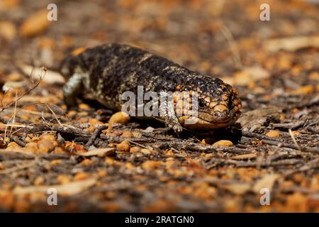 Tiliqua rugosa nota come Shingleback skink o Bobtail lizard o Sleepy o Pinecone lizard, specie lenta dalla coda corta di skink dalle tonguette blu endemica di A. Foto Stock