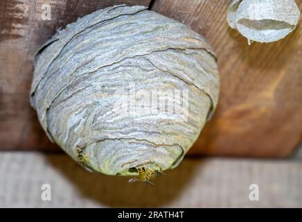 pest controllo wasp nido cocon nella natura Foto Stock
