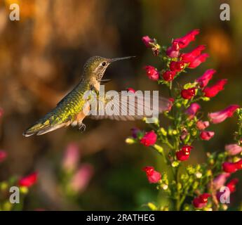 Un colibrì dalla coda larga si libra sopra una torre di gemme rosse colorate pronte per l'impollinazione. Foto Stock