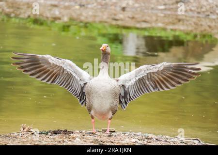 L'oca di Greylag (Anser anser) che flapping l'ala Bodenham Lake Herefordshire Inghilterra Regno Unito. Maggio. 2023 Foto Stock