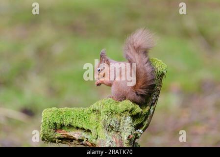Red Squirrel, Sciurus vulgaris, seduto su un tronco coperto di muschio, vista laterale Foto Stock