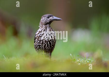 Cracker europeo (Nucifraga cariocatactes) Foto Stock