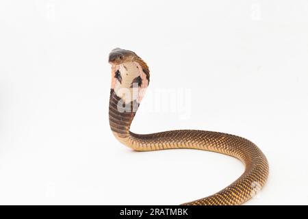 Cobra equatoriale sputato o serpente Cobra sputato dorato (Naja sumatrana) isolato su sfondo bianco Foto Stock