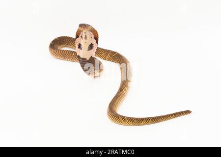 Cobra equatoriale sputato o serpente Cobra sputato dorato (Naja sumatrana) isolato su sfondo bianco Foto Stock