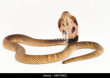 Cobra equatoriale sputato o serpente Cobra sputato dorato (Naja sumatrana) isolato su sfondo bianco Foto Stock