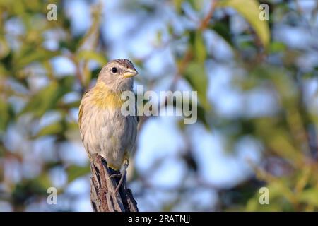 Finch femminile di zafferano (Sicalis flaveola) appollaiato su tronco di legno Foto Stock