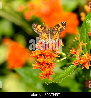Pearl Crescent (Phyciodes tharos) su Butterfly Milkweed Foto Stock