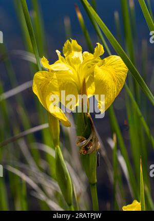 Bandiera gialla dell'acqua Iris Pseudacorus Foto Stock