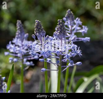 Fiori in fiore viola chiaro Hyacinth Squill Foto Stock