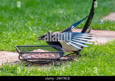 Alimentazione Magpie in giardino dall'alimentatore a terra Foto Stock