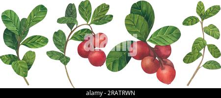 Illustrazione vettoriale di lingonberry rosso. Set di Cranberry. Illustrazione di piante selvatiche forestali. Oggetti isolati su sfondo bianco per l'imballaggio Illustrazione Vettoriale