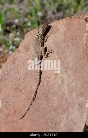 Eastern Collared Lizard, Crotaphytus collaris, giovanile Foto Stock