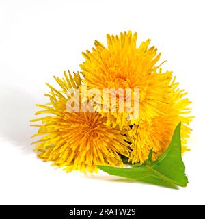 Dente di leone fiorisce su sfondo bianco Foto Stock