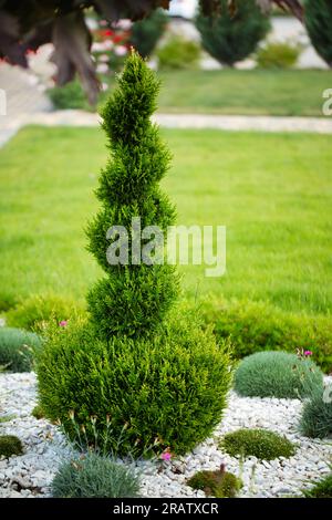 Nature's Orbs: Celebra l'allure di Thuja in forma di palla Foto Stock